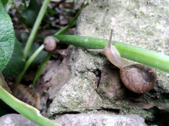 Cornu aspersum