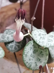 Ceropegia linearis