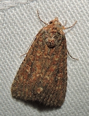 Hypoperigea tonsa