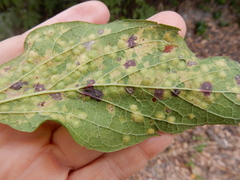 Pachypsylla celtidisvesicula