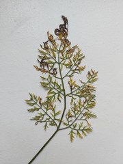 Alternaria dauci