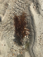 Sarcodiotheca