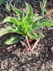 Brachystelma barberae