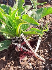 Brachystelma barberae