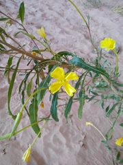 Oenothera longissima
