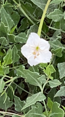 Acleisanthes