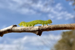 Bagisara rectifascia