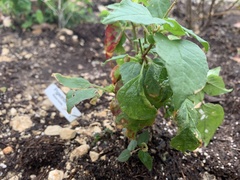 Frangula californica ursina