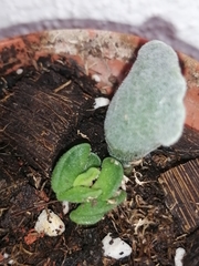 Adromischus cristatus