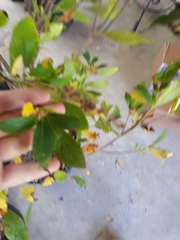 Magnoliopsida