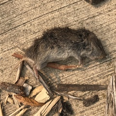 Microtus ochrogaster