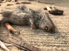 Microtus ochrogaster