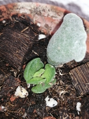 Adromischus cristatus