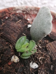 Adromischus cristatus