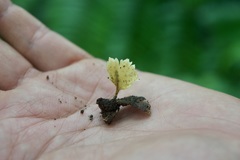 Cotylidia aurantiaca