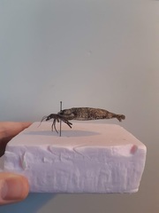 Dysmicohermes disjunctus