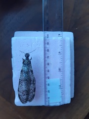 Dysmicohermes disjunctus