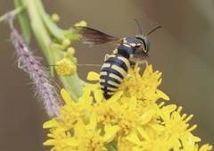 Bicyrtes insidiatrix