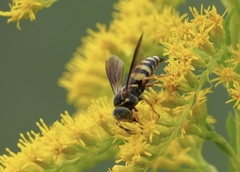 Bicyrtes insidiatrix