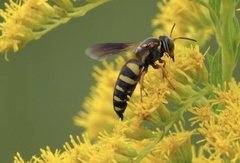 Bicyrtes insidiatrix