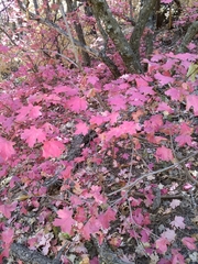 Acer grandidentatum