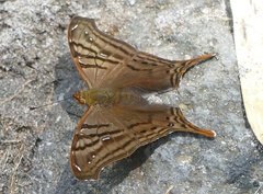 Hypanartia dione