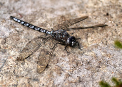 Aeshna sitchensis