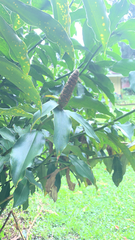 Costus woodsonii