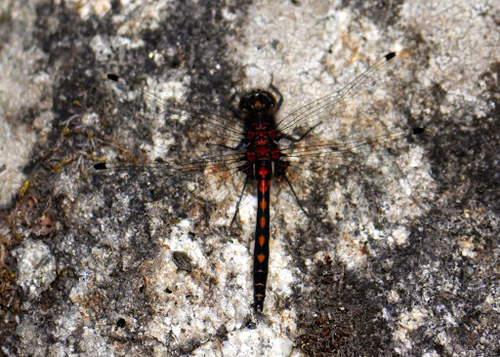 Hudsonian Whiteface photo 5