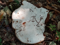 Ganoderma pfeifferi