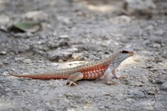 Red-Sided Curly-Tailed Lizard photo 2