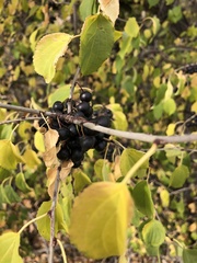 Rhamnus cathartica