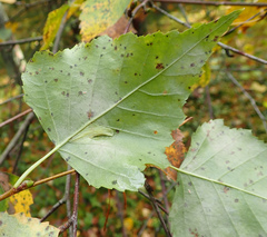 Phyllonorycter cavella