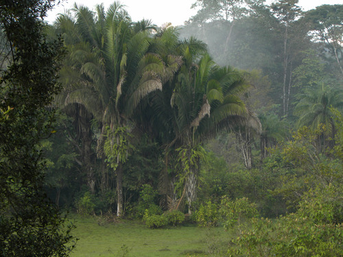 American oil palm