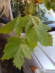 Platanus × hispanica