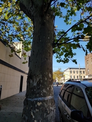 Platanus × hispanica