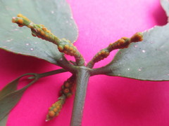 Phoradendron nervosum