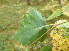 Phyllonorycter cavella