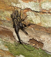 Nemorhinus myrmecophaga