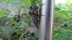 Cryptotympana atrata