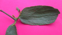 Phoradendron nervosum