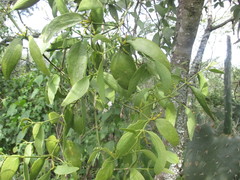 Phoradendron nervosum