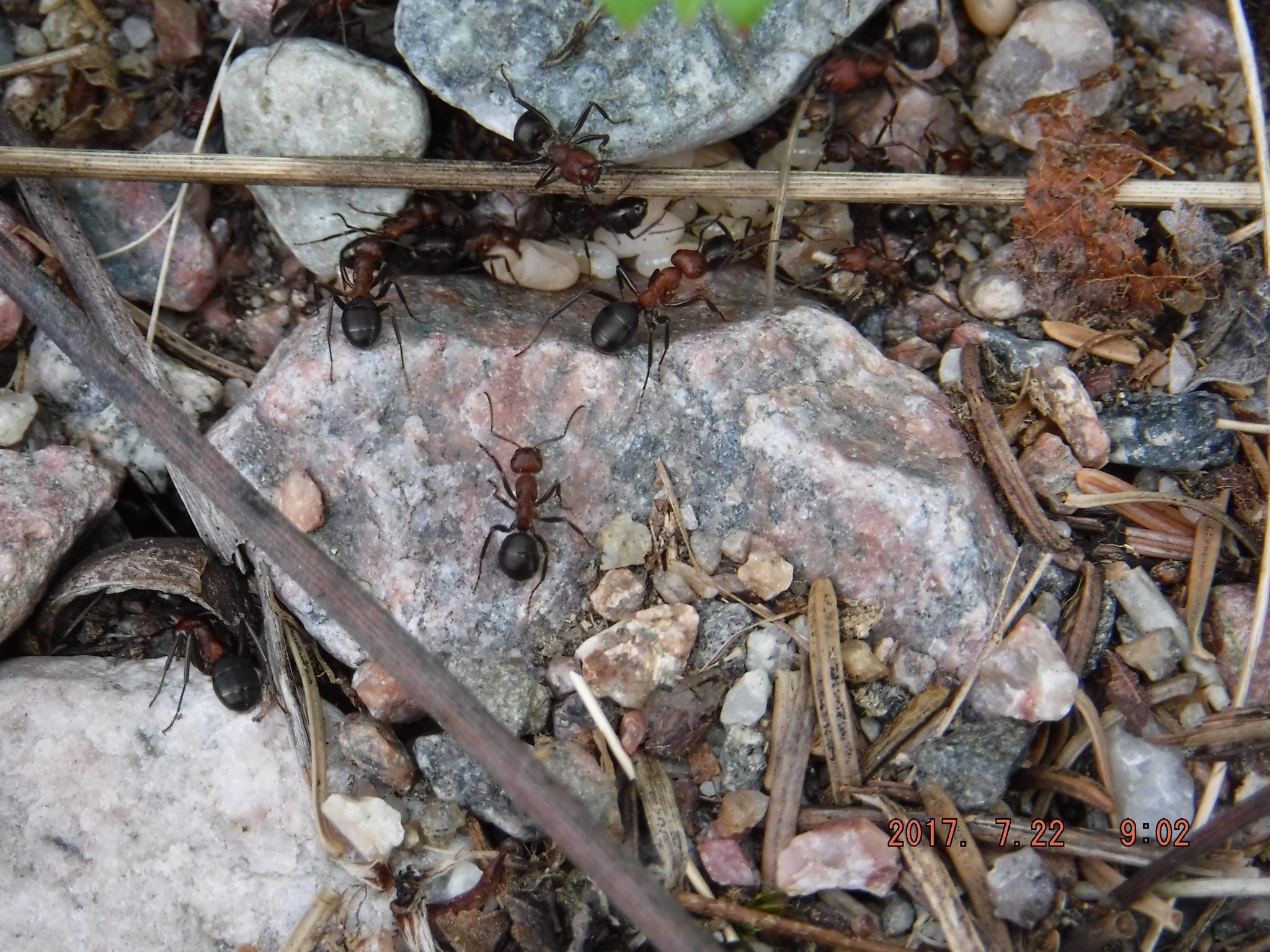Formica obscuriventris