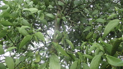 Phoradendron nervosum