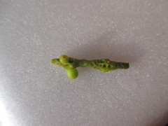 Phoradendron nervosum