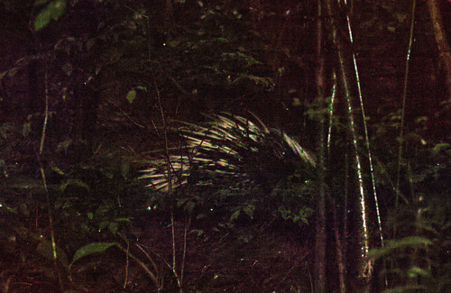 Hystrix brachyura