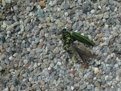 Chrysochroa fulgidissima