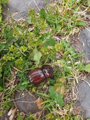 Heterogomphus bourcieri