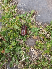 Heterogomphus bourcieri