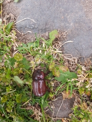 Heterogomphus bourcieri